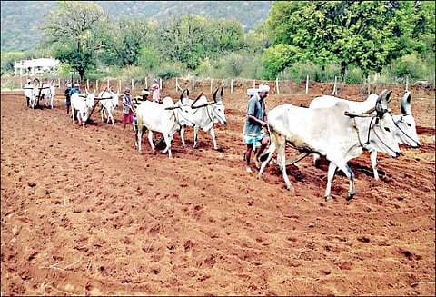 பாரம்பரியம் மாறாமல் ஏர் பூட்டி நிலக்கடலை விதைக்கும் விவசாயிகள்