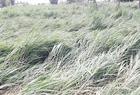 சூறைக்காற்றுடன் மழை; கரும்பு பயிர்கள் சாய்ந்தது விவசாயிகள் கவலை