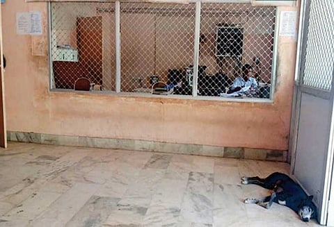 பரமக்குடி தாலுகா அலுவலகத்தில் நாய்கள் தொல்லையால் பொதுமக்கள் அச்சம்