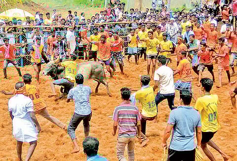 கரிசல்பட்டியில் மதநல்லிணக்க மஞ்சுவிரட்டு