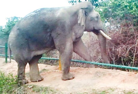 வனப்பகுதியில் இரும்பு முள்வேலிகளை தாண்டி செல்லும் யானைகள் வனத்துறையினர் அதிர்ச்சி