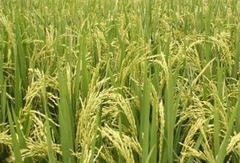 பயிர்களை ஆராய மத்திய அரசு அதிகாரிகள் குழு வருகை