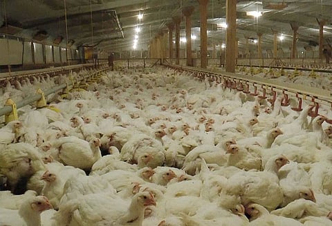 கோழிப்பண்ணைகளில் சிறந்த உயிர் பாதுகாப்பு - ஆராய்ச்சி நிலையம் தகவல்