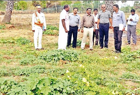 திருவாரூர் அருகே நவீன முறையில் காய்கறி சாகுபடி: கலெக்டர் ஆய்வு
