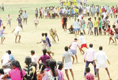 சுந்தரசோழபுரத்தில் மஞ்சுவிரட்டு: 350 காளைகள் சீறிப்பாய்ந்தன