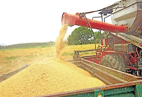 கம்பம் பள்ளத்தாக்கு கடைமடை பகுதியில் 2-ம் போக நெல் அறுவடை பணிகள் தொடக்கம்