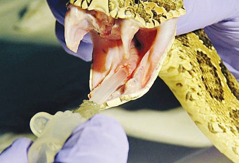 கண்ணாடி விரியன் பாம்புக்கு முதுகுதண்டு அறுவை சிகிச்சை தனியார் ஆஸ்பத்திரியில் நடந்தது