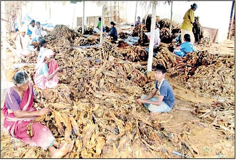 ஒட்டன்சத்திரம், சத்திரப்பட்டி பகுதிகளில் புகையிலை சாகுபடி செய்வதில் விவசாயிகள் ஆர்வம்