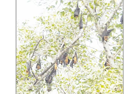 நிபா வைரஸ் காய்ச்சல் பீதி: மரத்தில் கூட்டமாக இருக்கும் பழந்தின்னி வவ்வால்களை அகற்ற கோரிக்கை