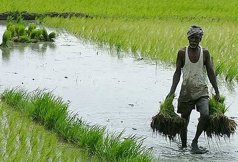 விடுபட்ட 7,826 விவசாயிகளுக்கு பயிர்க் காப்பீட்டு தொகை கலெக்டர் தகவல்