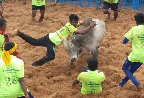 புள்ளம்பாடியில் ஜல்லிக்கட்டு: காளைகள் முட்டியதில் 15 பேர் காயம்