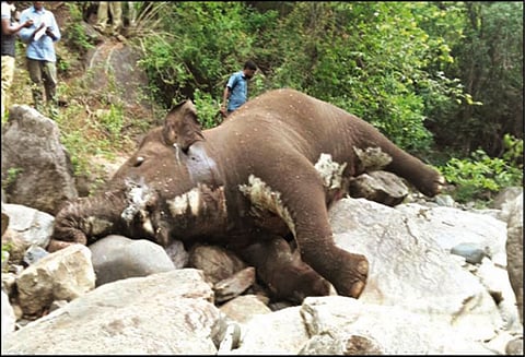 மலை உச்சியில் இருந்து தவறி விழுந்து செத்த யானை: தந்தங்களை வெட்டிய தொழிலாளி பிடிபட்டார்