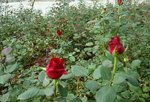 ஓசூர் பகுதியில் கருகும் ரோஜா செடிகள் - விவசாயிகள் கவலை