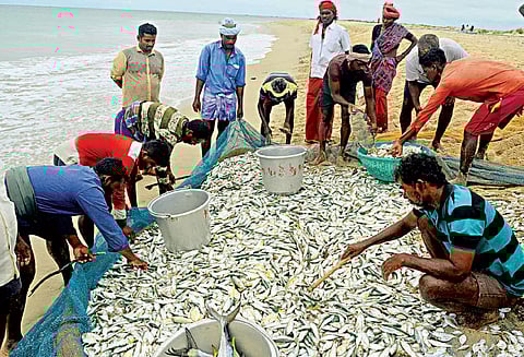 மன்னார் வளைகுடா கடல் பகுதியில் கரை வலை மீன்பிடிப்பு சீசன்