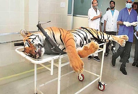 அவ்னி புலி விதிமுறைகளை மீறி சுட்டு கொல்லப்பட்டது; பிரேத பரிசோதனை அறிக்கை தகவல்