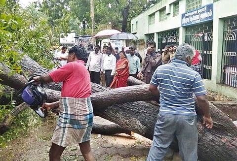 ‘கஜா’ புயலால் மயிலாடுதுறை பகுதியில் மரங்கள் சாய்ந்தன