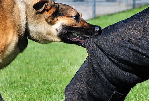 சாத்தான்குளம் அருகே வெறிநாய் கடித்து 10 பேர் காயம்