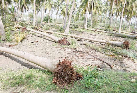 ‘கஜா’ புயலால் புதுக்கோட்டை மாவட்டத்தில் பெரும் பாதிப்பு: 6 லட்சம் தென்னை மரங்கள் அடியோடு சாய்ந்தன