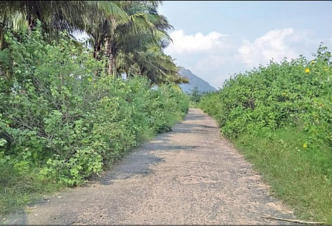 கடமலை-மயிலை ஒன்றியத்தில் சாலைகளை ஆக்கிரமிக்கும் செடிகளால் விபத்து அபாயம்