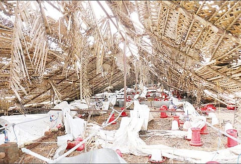 ‘கஜா’ புயல் கோரத்தாண்டவம்: 3 கோழிப்பண்ணைகளை துவம்சம் செய்தது; 5 நாட்களான குஞ்சுகள் செத்தன