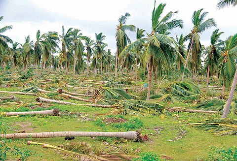 ‘கஜா’ புயலால் மிகப்பெரிய சேதம்; ஆய்வு செய்ய மத்திய குழு வெள்ளிக்கிழமை தமிழகம் வருகிறது