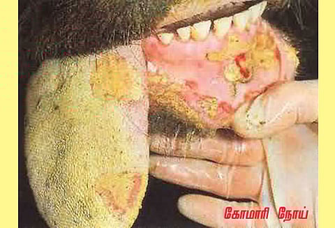 உப்பிடமங்கலம் சந்தையில் கால்நடைகள் விற்பனை செய்ய தடை கோமாரி நோயை கட்டுப்படுத்த நடவடிக்கை