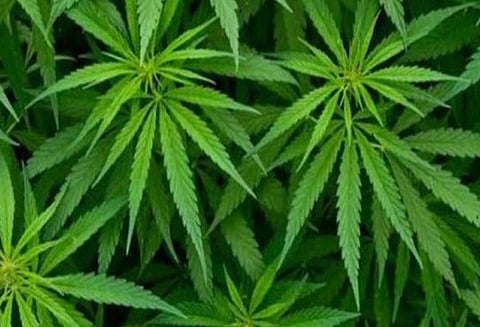 புற்றுநோய்- கால்-கை வலிப்பு சிகிச்சைக்கு இந்தியாவில் கஞ்சா சார்ந்த மருந்துகள் கண்டுபிடிப்பு