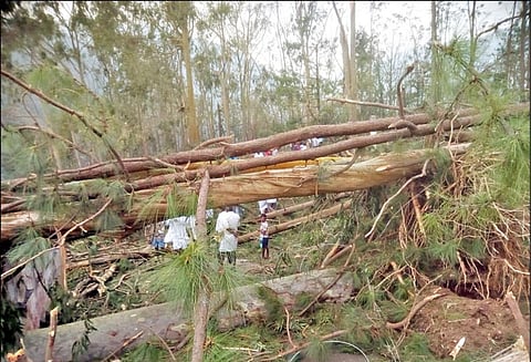 கொடைக்கானல் வனப்பகுதியில் புயலால் லட்சக்கணக்கான மரங்கள் முறிந்து விழுந்தன