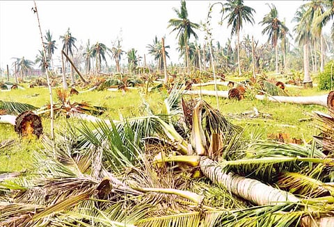 கஜா புயல் சீற்றம்: தஞ்சை மாவட்டத்தில் பேரிழப்பை சந்தித்த தென்னை விவசாயிகள்