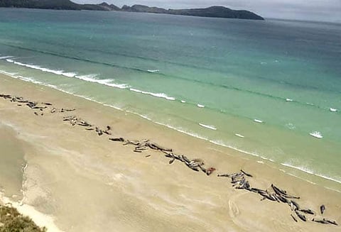 நியூசிலாந்தின் சிறிய தீவில் கரை ஒதுங்கிய 145 திமிங்கலங்கள் உயிரிழப்பு