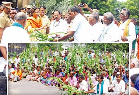 படைபுழு தாக்கிய மக்காச்சோள பயிருக்கு இழப்பீடு கோரி: பெரம்பலூர் கலெக்டர் அலுவலகத்தில் விவசாயிகள் தர்ணா