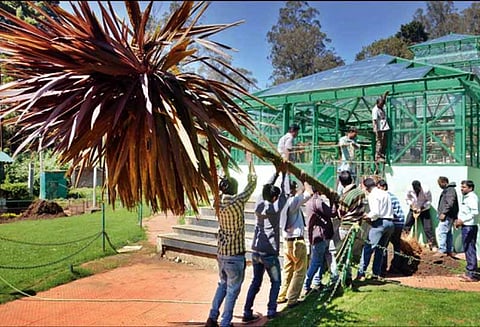 தாவரவியல் பூங்காவில்: வேரோடு தோண்டி எடுக்கப்பட்ட ‘டிராகன் மரம்’ - கண்ணாடி மாளிகை முன் நடப்பட்டது