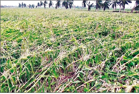 ‘கஜா’ புயலால் 1000 ஏக்கர் மக்காச்சோளம் சாகுபடி அடியோடு பாதிப்பு விவசாயிகள் கவலை