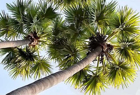 பனைமரங்கள் வளர்ப்போம்...! பேரிடர் தவிர்ப்போம்...!