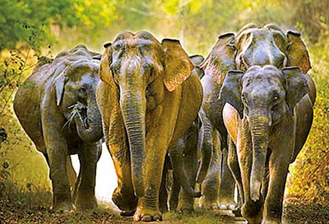 யானைகளின் ரகசிய மொழி