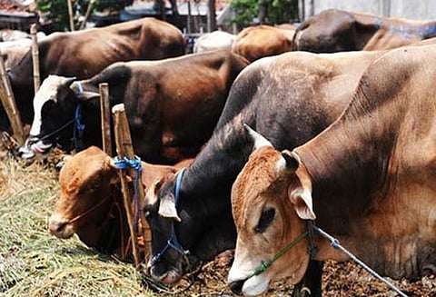 தெலுங்கானா தேர்தல்: இலவச சைக்கிள், பசுமாடுகள்... தமிழக திட்டங்களை தேர்தல் அறிக்கையாக வெளியிட்டது பா.ஜனதா!