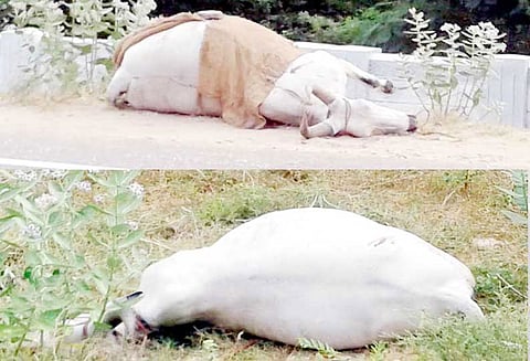 கெலமங்கலம் அருகே கெட்டுப்போன பழங்களை தின்ற 2 மாடுகள் செத்தன