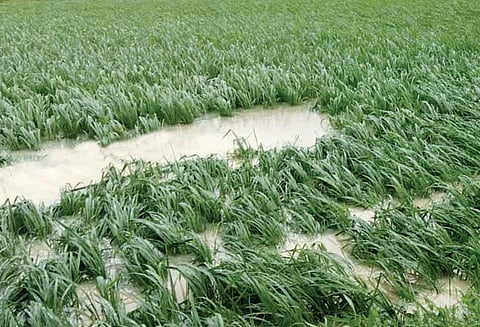 தஞ்சை மாவட்டத்தில் பரவலாக மழை அணைக்கரையில் அதிகபட்சமாக 55 மி.மீ. பதிவானது