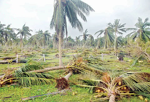 தென்னை மரங்கள் குறித்து விரிவான அறிக்கை தாக்கல் செய்ய தமிழக அரசுக்கு ஐகோர்ட்டு உத்தரவு