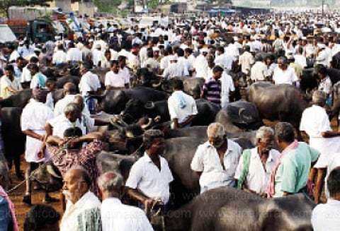 ஓமலூர் அருகே தடையை மீறி நடந்த மாட்டு சந்தை