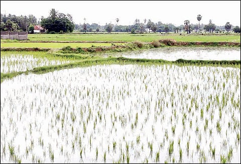 தஞ்சை மாவட்டத்தில் 4-வது நாளாக மழை நீடிப்பு: 500 ஏக்கர் சம்பா நெற்பயிர்கள் நீரில் மூழ்கின