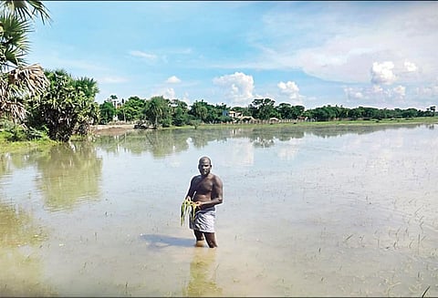 தொடர் மழை எதிரொலி: சம்பா நெற்பயிர்கள் நீரில் மூழ்கியது