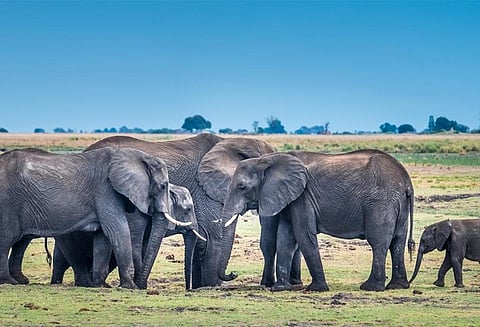 வெப்பச் சமநிலையைப் பேணும் யானையின் வெடிப்புகள் கொண்ட தோல்