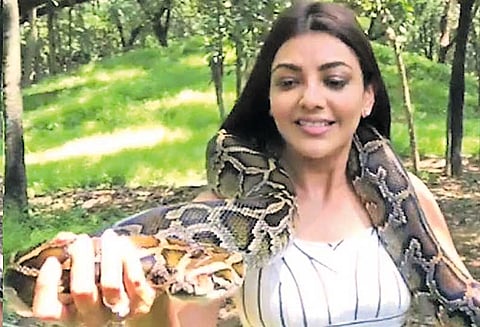 மலைப்பாம்பை துன்புறுத்துவதா? காஜல் அகர்வாலுக்கு விலங்குகள் நல ஆர்வலர்கள் எதிர்ப்பு