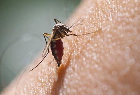 ராஜஸ்தானில் 22 பேருக்கு ஜிகா வைரஸ் பாதிப்பு அறிகுறி : அறிக்கை அளிக்க பிரதமர் அலுவலகம் உத்தரவு