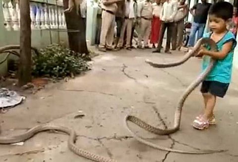 10 அடி நீள பாம்புகளை கையில் பிடித்து சர்வசாதரணாமாக விளையாடும் 3 வயது சிறுவன்!!