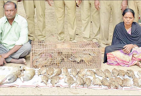 கிருஷ்ணகிரி அருகே வனவிலங்குகளை வேட்டையாடிய தம்பதி கைது