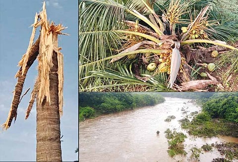 அந்தியூர், தாளவாடி பகுதியில் கனமழை: வனக்குட்டை-தடுப்பணைகள் நிரம்பின மின்னல் தாக்கி தென்னை மரம் தீப்பிடித்தது