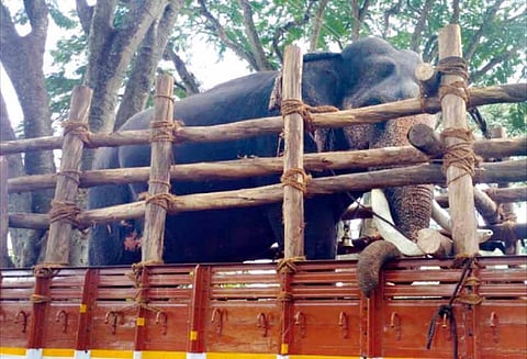 தேவாரத்தில் அட்டகாசம் செய்யும் காட்டுயானையை பிடிக்க 2 கும்கிகள் வருகை