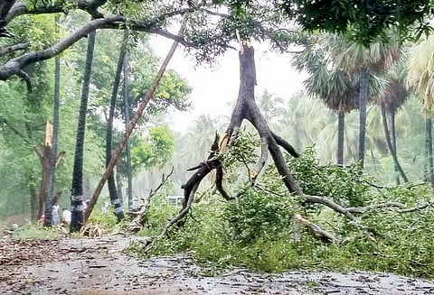 தூத்துக்குடி மாவட்டத்தில் பலத்த மழை மரங்கள் முறிந்து விழுந்ததால் போக்குவரத்து பாதிப்பு